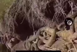 خطرناکترین جزیره جهان