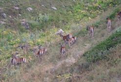 مرال یا گوزن قرمز هیرکانی