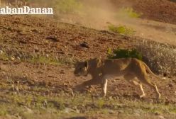 بخشی از مستند حیات وحش/ شکار زرافه