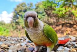 طوطی بر زیلی خوشگل و خوش صدا در طبیعت