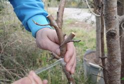 پیوند زدن سه نوع گلابی روی یک شاخه