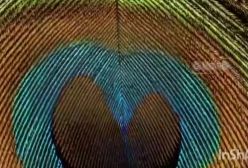 بزرگنماییِ پر طاووس نشان دهندۀ زیباییِ نهفته در آن است