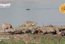 بيرون کشیدن طعمه از چنگ ۱۰ تمساح توسط پلنگ