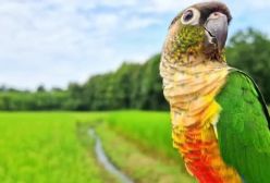 صدای طوطی برزیلی در باغ سرسبز