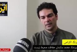 «آذر» و «توران» یوزپلنگ های ایرانی در خطر انقراض 3 ساله شدند