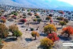 پاییز زیبا در جنگل‌های پستۀ وحشی زاگرس