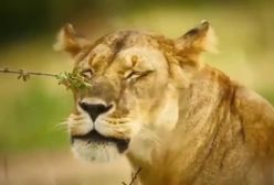 مستند کوتاه جنگ و جدال حیوانات حیات وحش افریقا