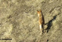 شکار کل توسط گرگ و سگ