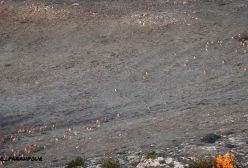 نمایی زیبا از گله قوچ و میش اوریال پارک ملی گلستان