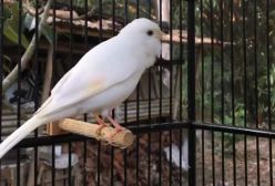 صدای قناری نازنین ماده در فیلم مستند