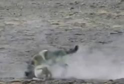 شکار بسیار دیدنی از گرگ گرسنه