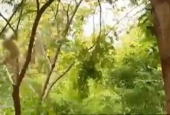 مستند جدید راز بقا / مبارزه پلنگ و گله میمون