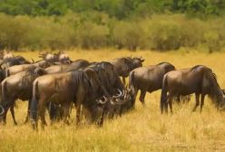 زیباتر ین فبلم مستند حیوانات حیات وحش افریقا