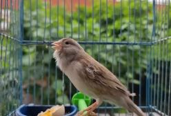 صدای اموزشی قناری  ماده خوش صدا