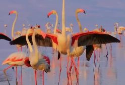 تصاویر دیدنی از رقص و حرکات جالب فلامینگوها در دریاچه‌ی مهارلو شیراز
