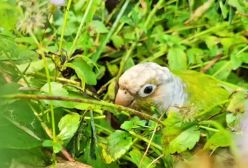 جوجه طوطی گمشده در میان گلها اواز می خواند