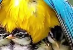 آغوش گرم مادر در میان پرندگان