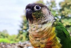 طوطی برزیلی نر سخنگو در باغ سرسبز