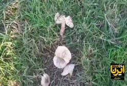 ماجرای مرگ ۲ خواهر ساروی با مصرف قارچ سمی!