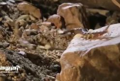 نبرد بین عقرب و خرچنگ و هزارپا