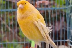 صدای قنار ی ماده زرد خوش صدا