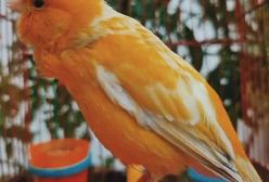 صدای قناری ماده تیمر ادو