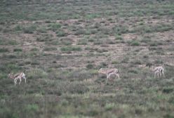 آهوی گوتدار ایرانی پارک ملی گلستان