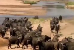 ماجر اهای دیدنی جنگ شیرها و بوفالوها در حیات وحش افر یقا