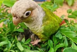 صدای طوطی برزیلی ماده بر ای تحریک طوطی نر به د وستی در طبیعت