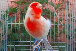 صدای زیباترین ماده قناری در طبیعت