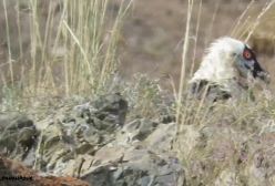 قدم زدن هما در پارک ملی گلستان