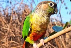 صدای صبحگاهی طوطی برزیلی خوشگل در باغ و طبیعت