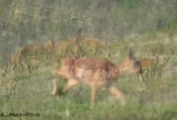 گوشه ای از طبیعت و حیات وحش بکر در پارک ملی گلستان