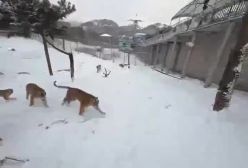 سرنگونی پهپاد توسط ببر آمور