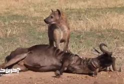 زنده خواری آنتولوپ خسته توسط کفتار