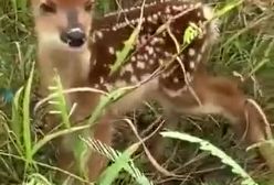 صدای شنیدنی بچه آهو