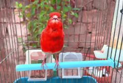 صداي قناري ماده قرمز-- قناري خوشگل خوش صدا