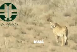 تصاویر زیبای ۳ یوز آسیایی که محیطبانان امروز ضبط کردند| ۲۶ دی ۱۴۰۳