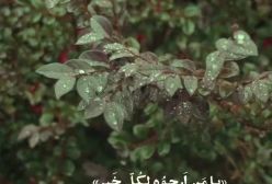 یا من ارجوه لکل خیر