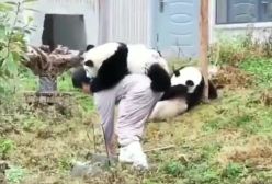 این پانداها چطوری تا دوره ما رسیدن و منقرض نشدن!!