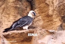 دیده شدن پرنده همای سعادت این بار در خراسان رضوی | 26 بهمن 1403