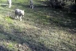 تصاویری دیدنی از گلهٔ گرگ‌ها در جنگل های رامسر | 22 دی 1403