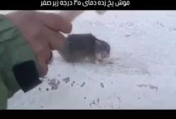 یخ زدن عجیب یک موش در حال حرکت در دمای ۳۵- درجه در اردبیل | 27 آذر ۱۴۰۳