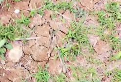 ببینید! تصاویر پربازدید از حجوم عقرب ها در کردستان پس از بارش های اخیر | 6 فروردین 1404