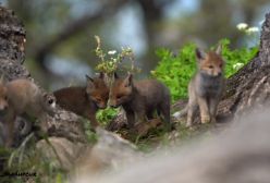 توله روباه های زیبا و بازیگوش