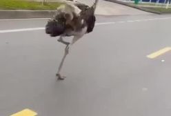 صحنه جالب فرار یک شترمرغ از مرغداری در یکی از شهرهای ویتنام! ۱۵ اسفند ۱۴۰۳