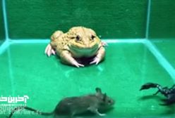 شکار عقرب و موش توسط قورباغه