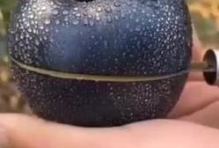 الماس سیاه/ کمیاب‌ترین سیب جهان