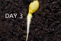 تایم‌ لپس جوانه زدن و مراحل رشد بذر کدو سبز