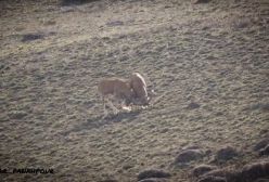 گیر کردن شاخ دو قوچ اوریال در هنگام فصل جفتگیری